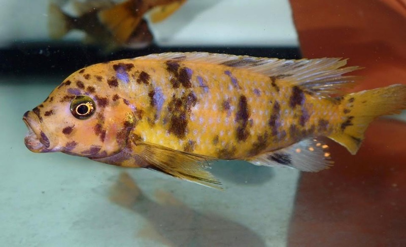 Maylandia sp. 'zebra gold' Nkhata Bay